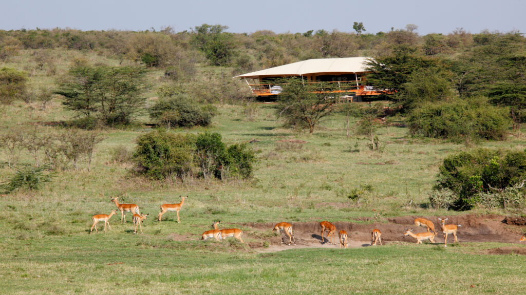 Mara Bushtops, Masai Mara